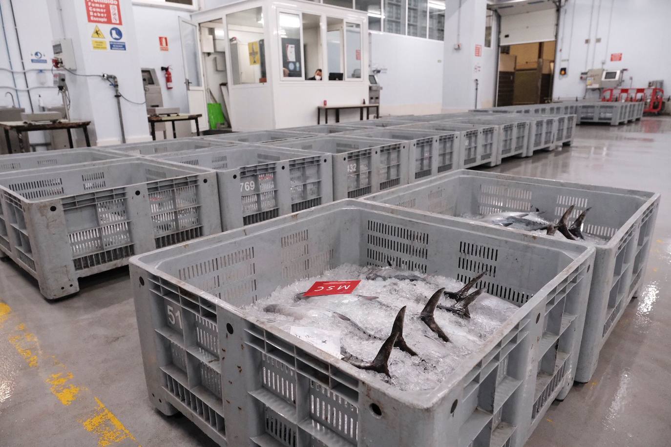 El primer bonito subastado en la lonja de Gijón esta temporada ha alcanzado un precio de 12,99 euros. Como ya ocurriera los últimos años, fue el pesquero con base en Bermeo 'María Digna Dos' el que descargó las primeras tinas. 