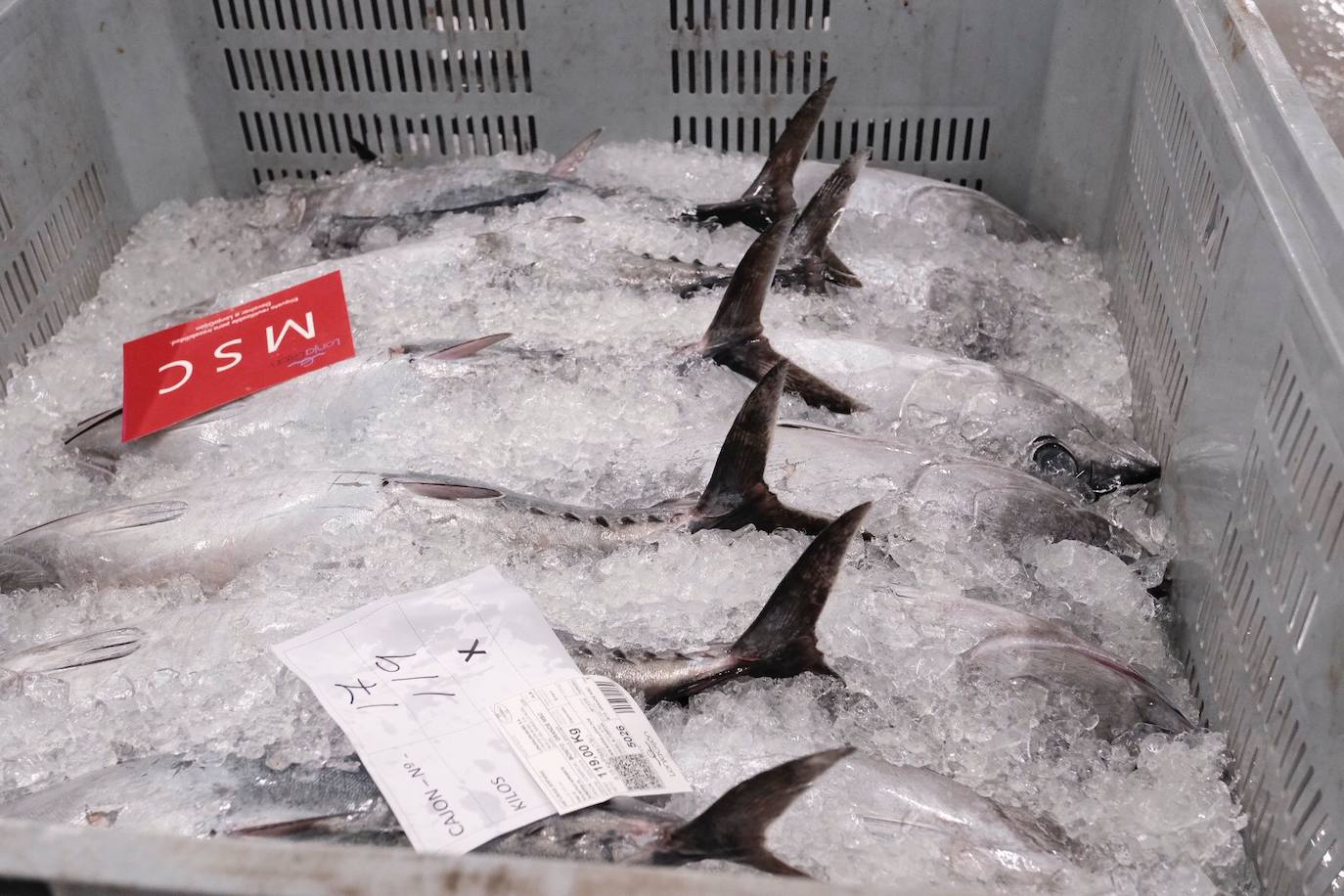 El primer bonito subastado en la lonja de Gijón esta temporada ha alcanzado un precio de 12,99 euros. Como ya ocurriera los últimos años, fue el pesquero con base en Bermeo 'María Digna Dos' el que descargó las primeras tinas. 