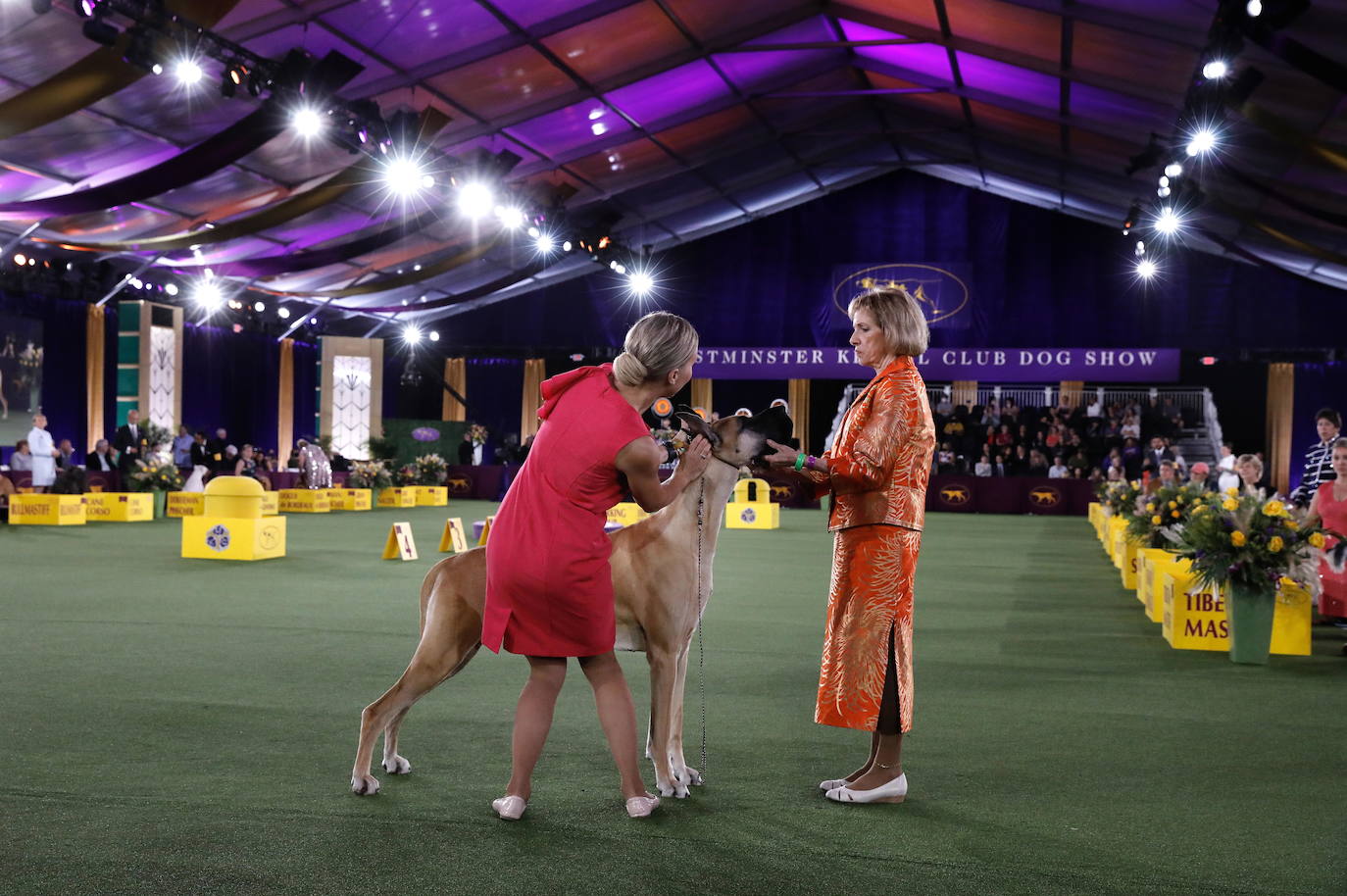 La Gran Manzana acogió la 145 Exposición Canina Anual del Westminster Kennel Club. El ganador, un pequinés apodado 'Wasabi' que enamoró al jurado con su abundante melena. Para su preparación, planchas de pelo, cepillos caradadores, polvos talco y sprays para dar volumen, se convierten en los perfectos aliados de los dueños que quieren que su mascota sea el centro de todas las miradas.