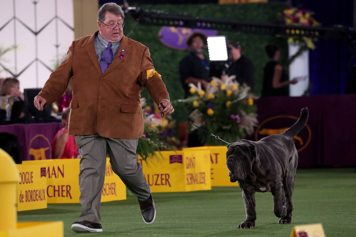 La Gran Manzana acogió la 145 Exposición Canina Anual del Westminster Kennel Club. El ganador, un pequinés apodado 'Wasabi' que enamoró al jurado con su abundante melena. Para su preparación, planchas de pelo, cepillos caradadores, polvos talco y sprays para dar volumen, se convierten en los perfectos aliados de los dueños que quieren que su mascota sea el centro de todas las miradas.