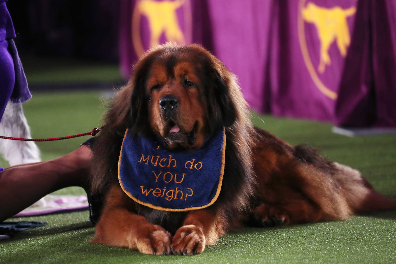 La Gran Manzana acogió la 145 Exposición Canina Anual del Westminster Kennel Club. El ganador, un pequinés apodado 'Wasabi' que enamoró al jurado con su abundante melena. Para su preparación, planchas de pelo, cepillos caradadores, polvos talco y sprays para dar volumen, se convierten en los perfectos aliados de los dueños que quieren que su mascota sea el centro de todas las miradas.