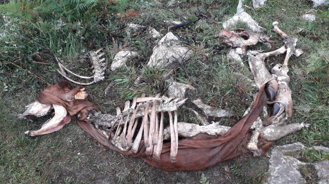 Cadáver de una res de vacuno hallada en el concejo de Peñamellera Baja. 