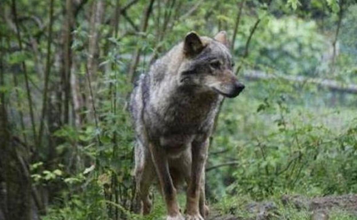 Un ejemplar de lobo ibérico. 