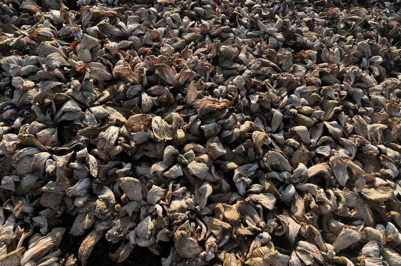 Después de un año de pandemia en el que el mundo ha dado un vuelco, el informe del Panel Intergubernamental de la ONU sobre Cambio Climático ofrece una visión angustiosa de las próximas décadas: desnutrición, inseguridad hídrica y pestilencia.El hambre, la sequía y las enfermedades afectarán a decenas de millones de personas más.