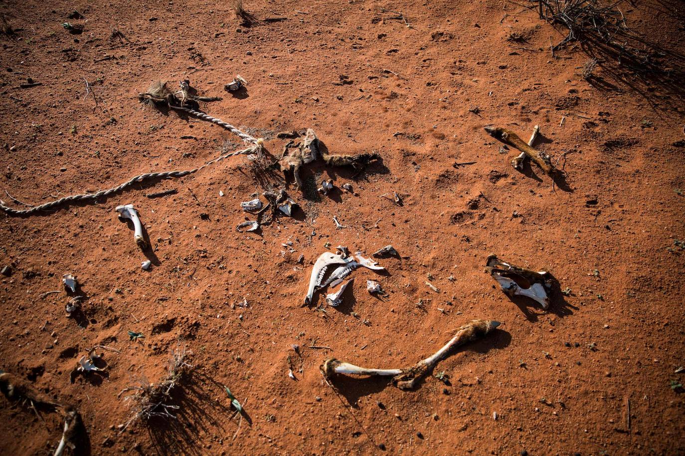 Después de un año de pandemia en el que el mundo ha dado un vuelco, el informe del Panel Intergubernamental de la ONU sobre Cambio Climático ofrece una visión angustiosa de las próximas décadas: desnutrición, inseguridad hídrica y pestilencia.El hambre, la sequía y las enfermedades afectarán a decenas de millones de personas más.