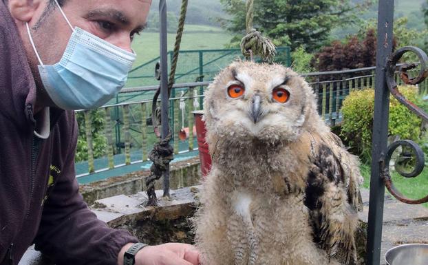 Nox'. Gonzalo Rubio, dueño del zoológico, atendiendo al búho.