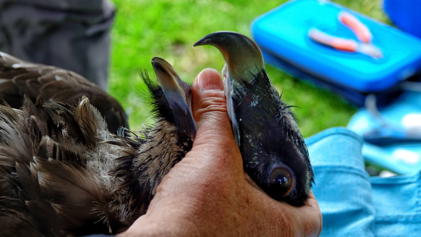 Esta hembra de quebrantahuesos pasará junto a sus compañeras 'Lucía', 'Hanna', 'Aurora' y 'Dries' un último periodo de aclimatación en los jaulones de Picos para ser a continuación liberadas. Nacieron en cautividad y fueron cedidas por el Gobierno de Aragón. La población alcanza ya los treinta ejemplares liberados