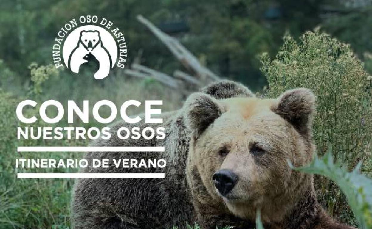 Cartel de la Fundación Oso de Asturias