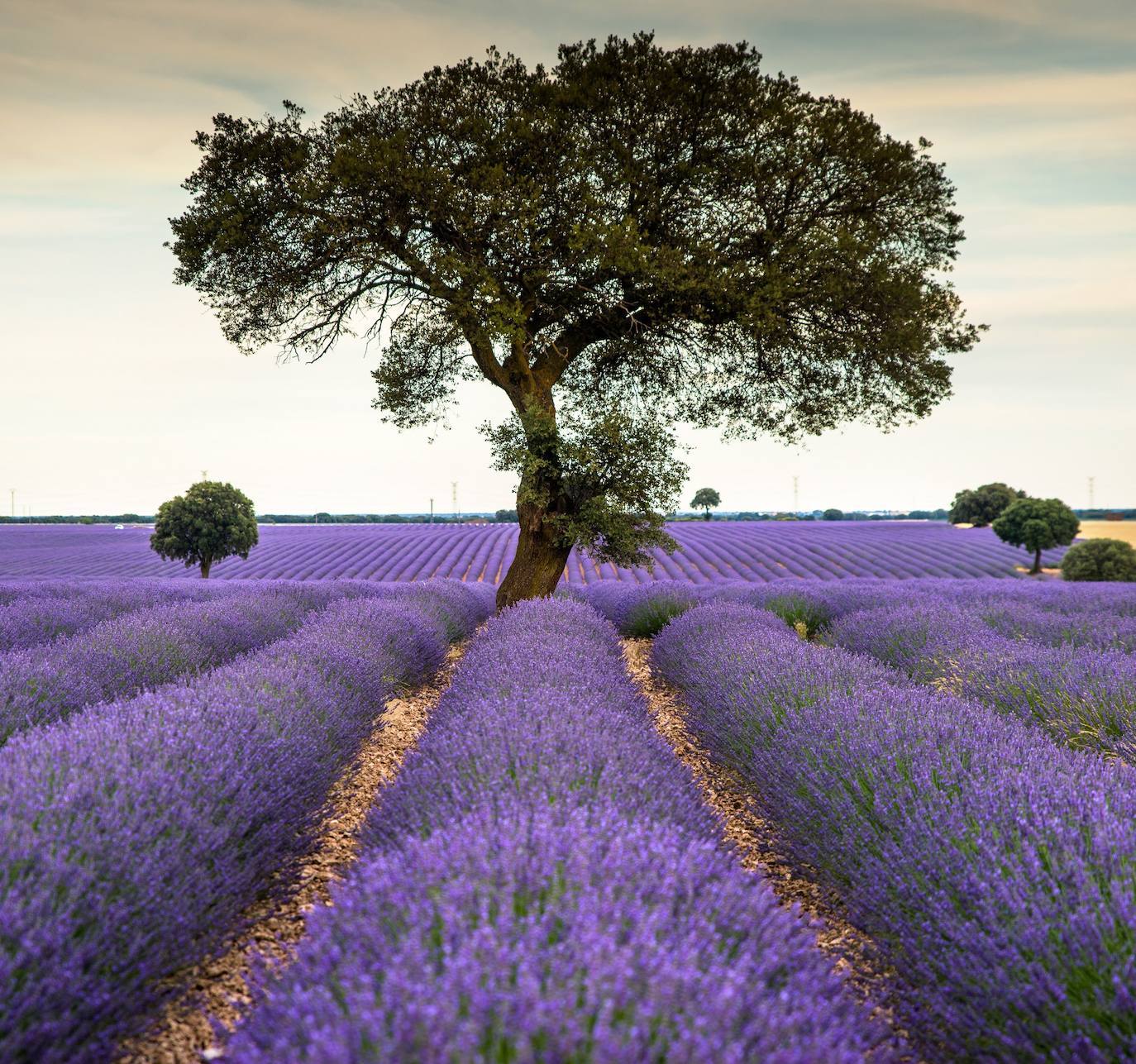 Como cada mes de julio, los campos de Brihuega (La Alcarria, Guadalajara) ofrecen un espectacular paisaje teñido de morado con la floración de la planta aromática.