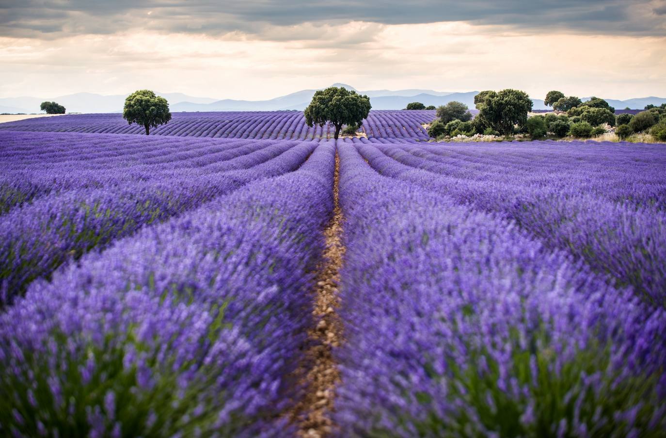 Como cada mes de julio, los campos de Brihuega (La Alcarria, Guadalajara) ofrecen un espectacular paisaje teñido de morado con la floración de la planta aromática.