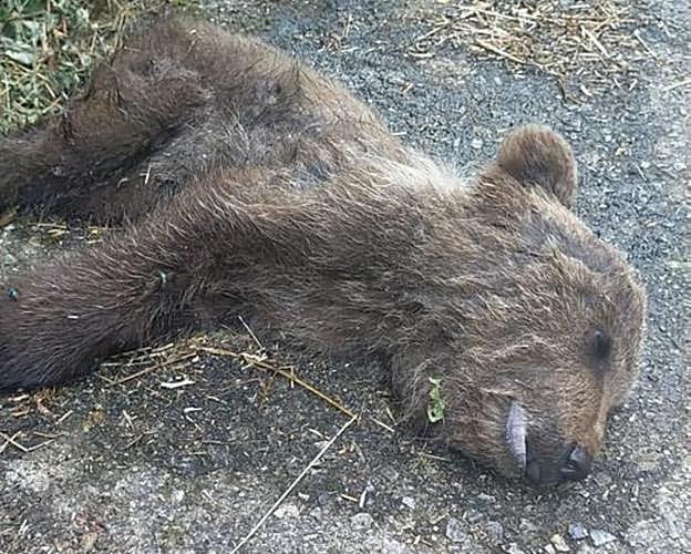 Aparece muerto cerca de Muniellos un osezno, el quinto en lo que va de año 
