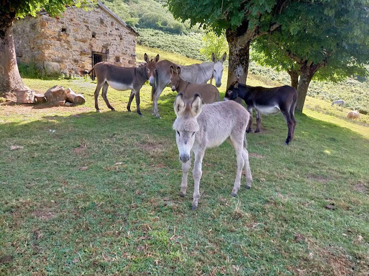 Fotos: Ruta de las Brañas de Felechosa