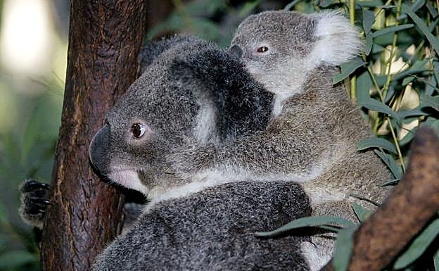 Todo es raro en el planeta rojo