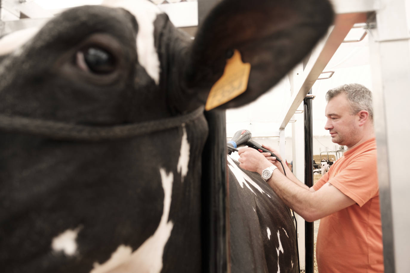 Concurso de ganado y acicalamiento de las vacas en la feria de San Antonio.