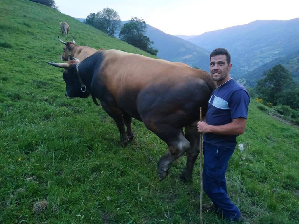  Pedro González, con su ganado en la localdiad de Villager, en Cangas del Narcea.