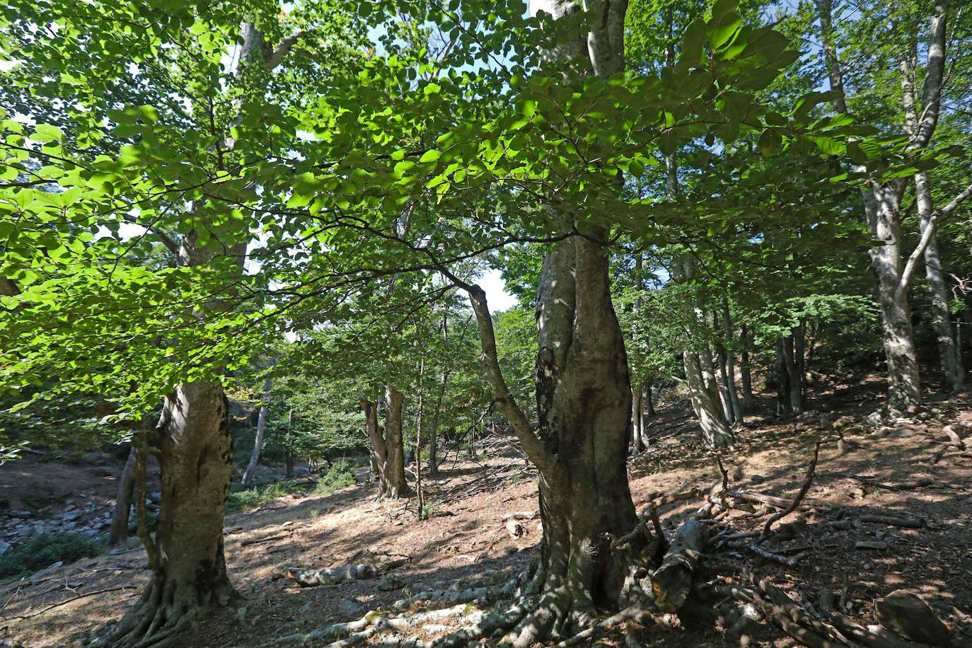 BOSQUES ANTIGUOS DE HAYAS DE EUROPA | Casi 30.00 hectáreas en diez países europeos: Bosnia y Herzegovina, Chequia, Francia, Italia, Montenegro, Macedonia del Norte, Polonia, Serbia, Eslovaquia y Suiza