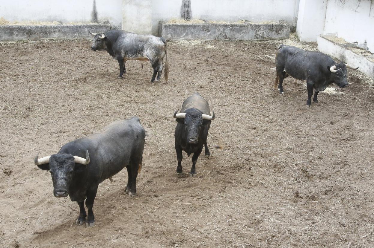 Toros de La Quinta
