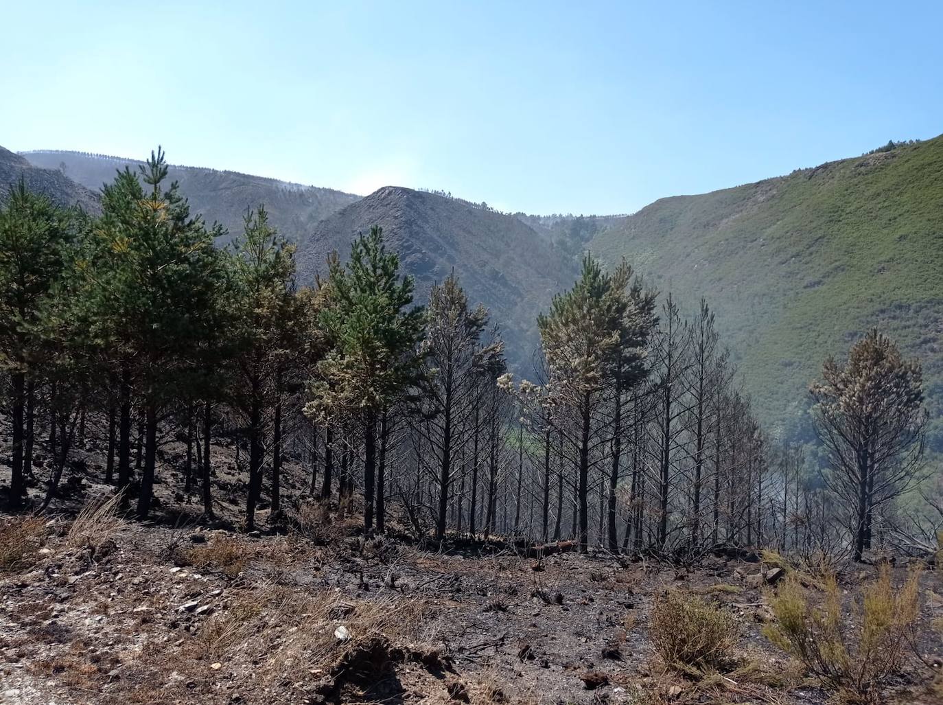 Activa el protocolo ante el fuego de Andeo, en el que intervienen personal de Guardería, bomberos y la BRIF de Tineo.