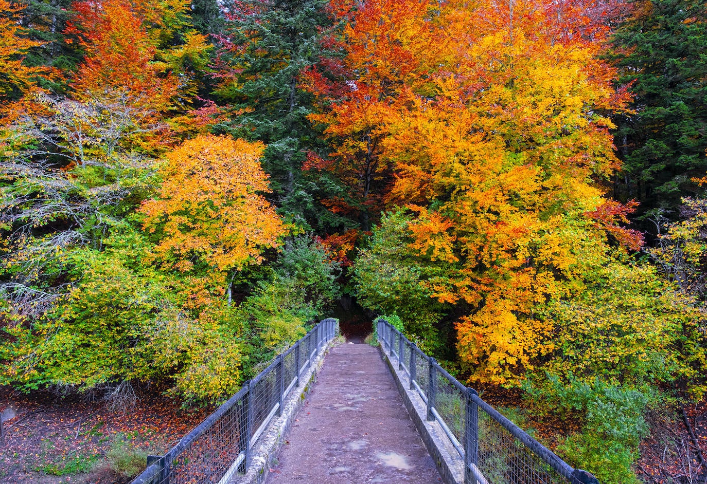 14. Selva de Irati, Navarra.