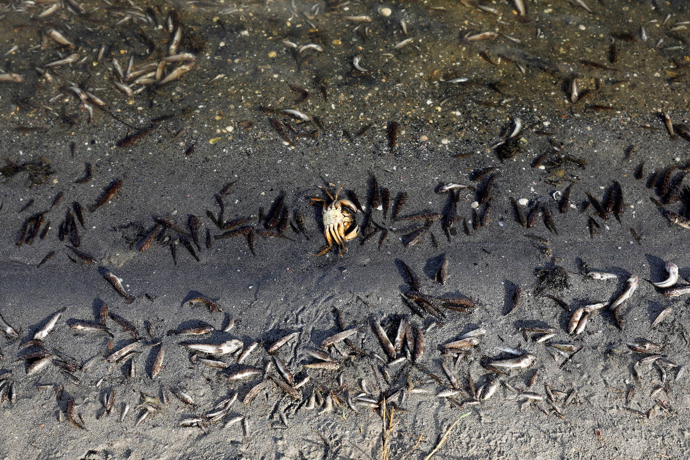 Los episodios de muertes masivas de peces delatan la degradación ecológica de la laguna murciana. Agentes del Seprona de la Guardia Civil han tomado muestras en varios puntos del Mar Menor donde han aparecido ejemplares de peces muertos desde el pasado lunes. El Gobierno regional, por su parte,mantiene un protocolo de vigilancia de agentes medioambientales en la zona sur de la laguna y realizan un control «permanente» en la zona
