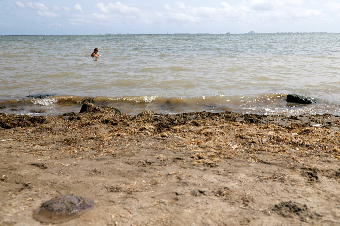 Los episodios de muertes masivas de peces delatan la degradación ecológica de la laguna murciana. Agentes del Seprona de la Guardia Civil han tomado muestras en varios puntos del Mar Menor donde han aparecido ejemplares de peces muertos desde el pasado lunes. El Gobierno regional, por su parte,mantiene un protocolo de vigilancia de agentes medioambientales en la zona sur de la laguna y realizan un control «permanente» en la zona
