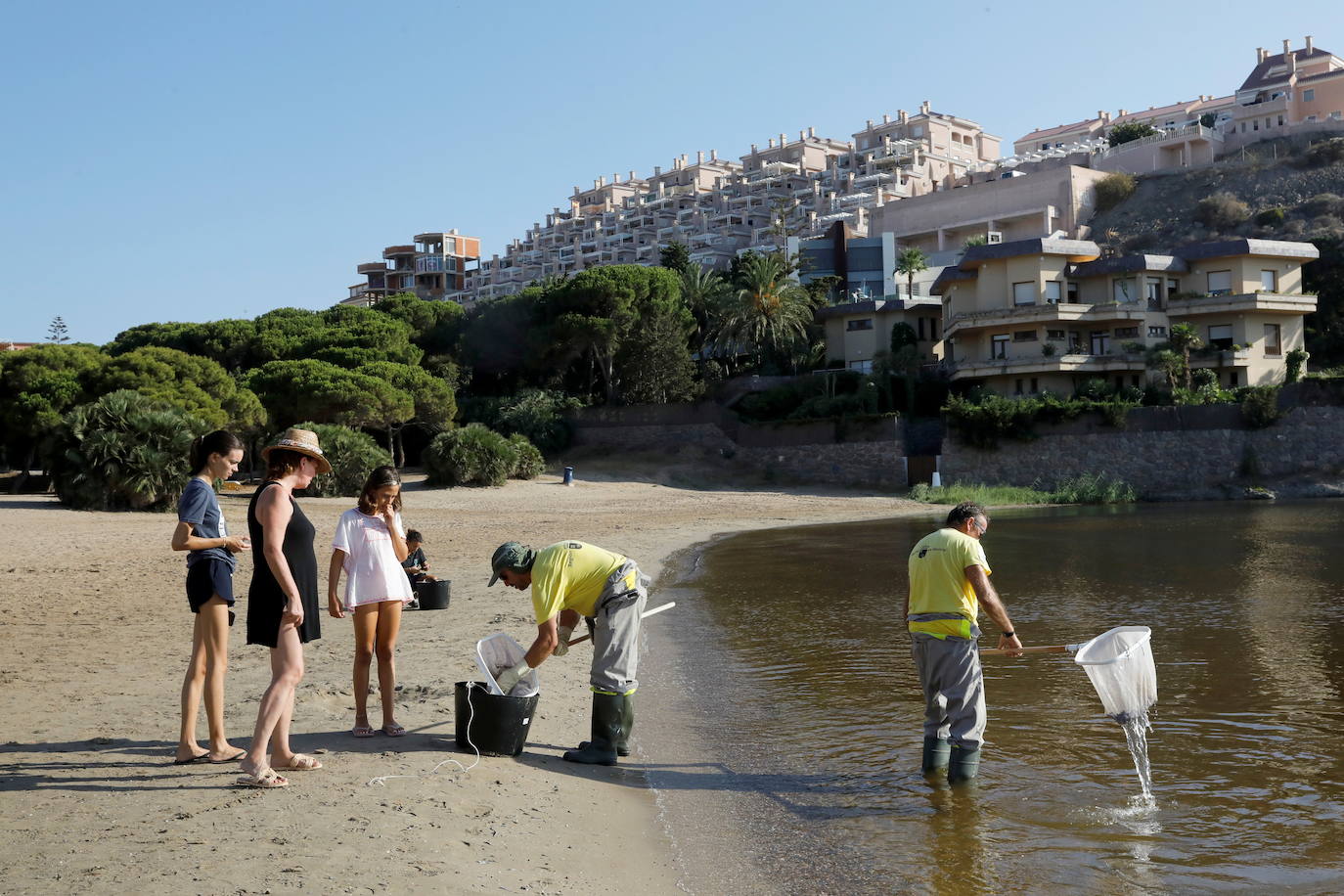 Los episodios de muertes masivas de peces delatan la degradación ecológica de la laguna murciana. Agentes del Seprona de la Guardia Civil han tomado muestras en varios puntos del Mar Menor donde han aparecido ejemplares de peces muertos desde el pasado lunes. El Gobierno regional, por su parte,mantiene un protocolo de vigilancia de agentes medioambientales en la zona sur de la laguna y realizan un control «permanente» en la zona