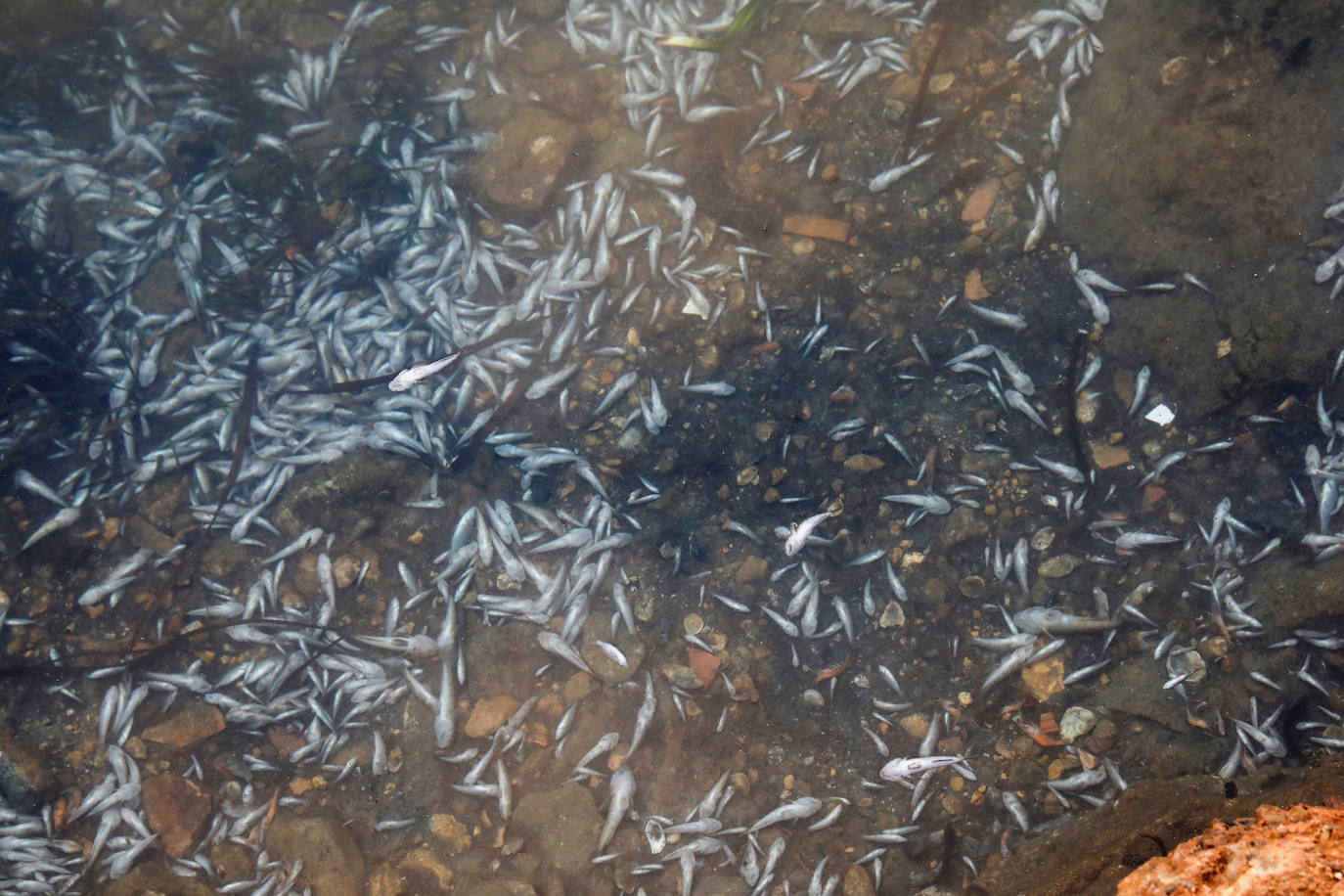 Los episodios de muertes masivas de peces delatan la degradación ecológica de la laguna murciana. Agentes del Seprona de la Guardia Civil han tomado muestras en varios puntos del Mar Menor donde han aparecido ejemplares de peces muertos desde el pasado lunes. El Gobierno regional, por su parte,mantiene un protocolo de vigilancia de agentes medioambientales en la zona sur de la laguna y realizan un control «permanente» en la zona