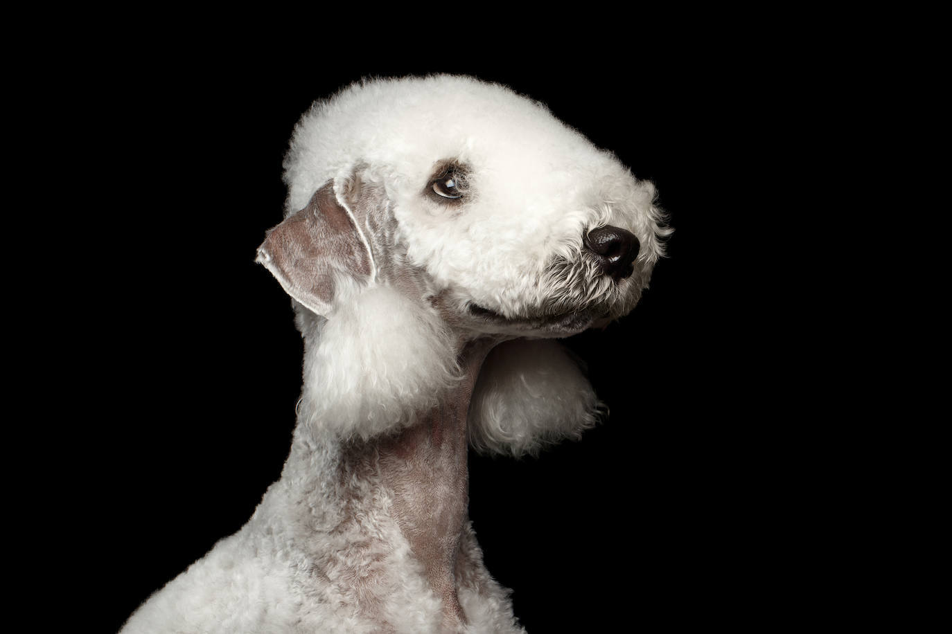 que tipo de pelaje tiene un bedlington terrier