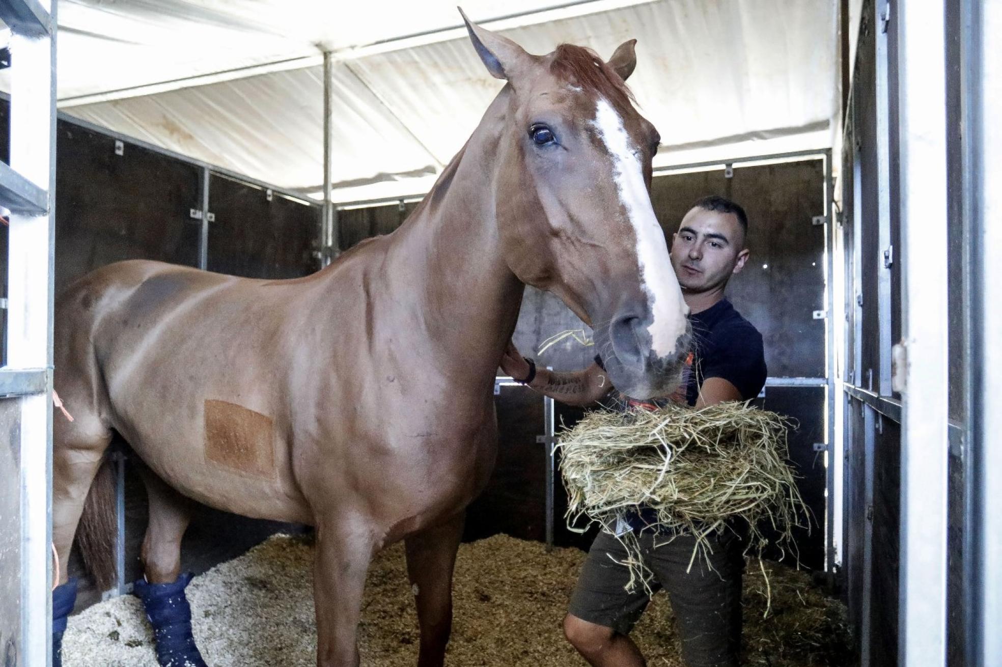 t Néstor Arellano da de comer a un caballo. 