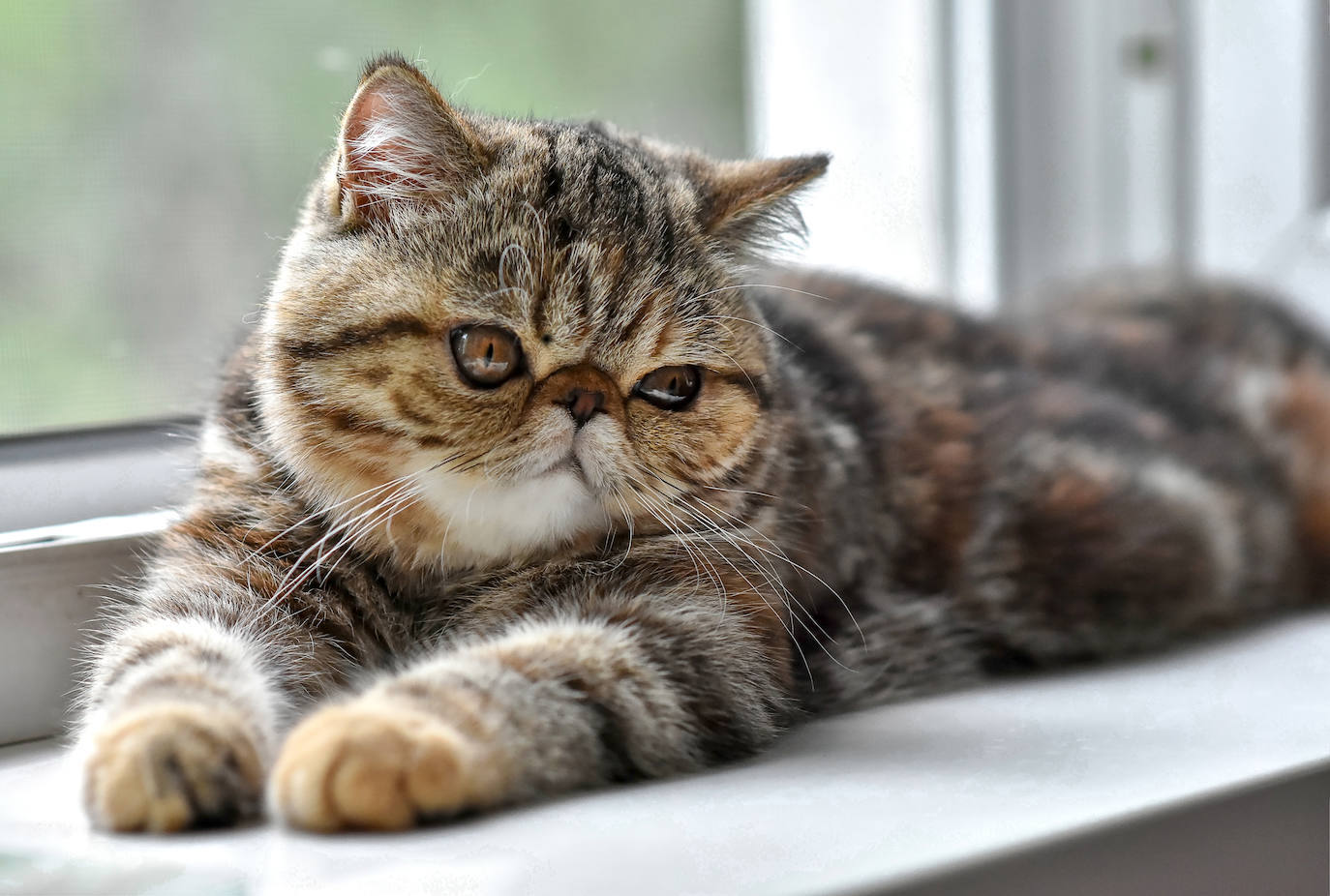 4. Exotic shorthair
