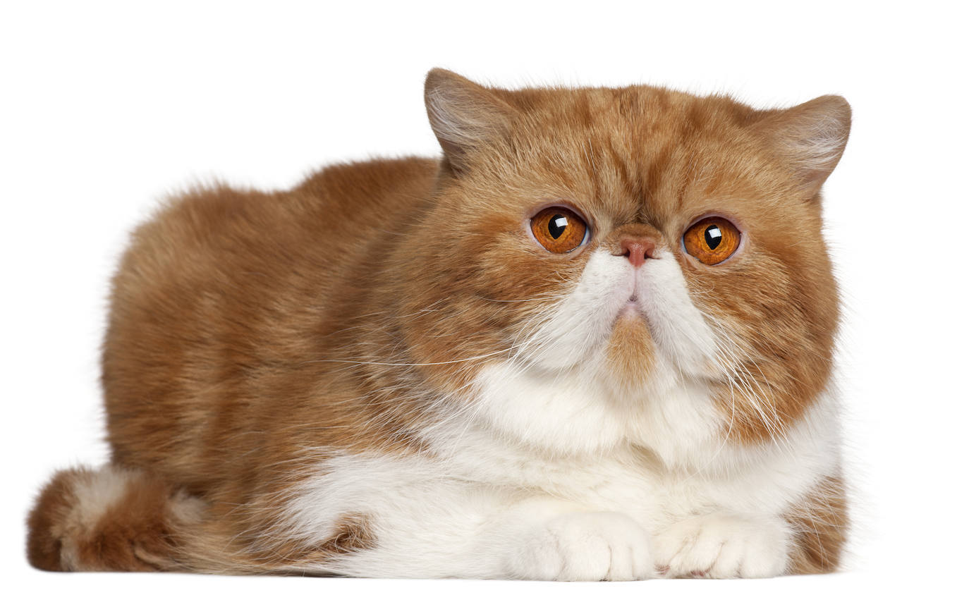  4. Exotic shorthair