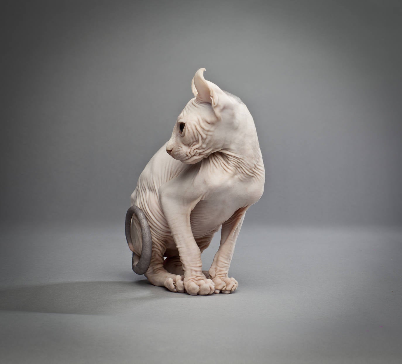 1. Gato elfo o duende