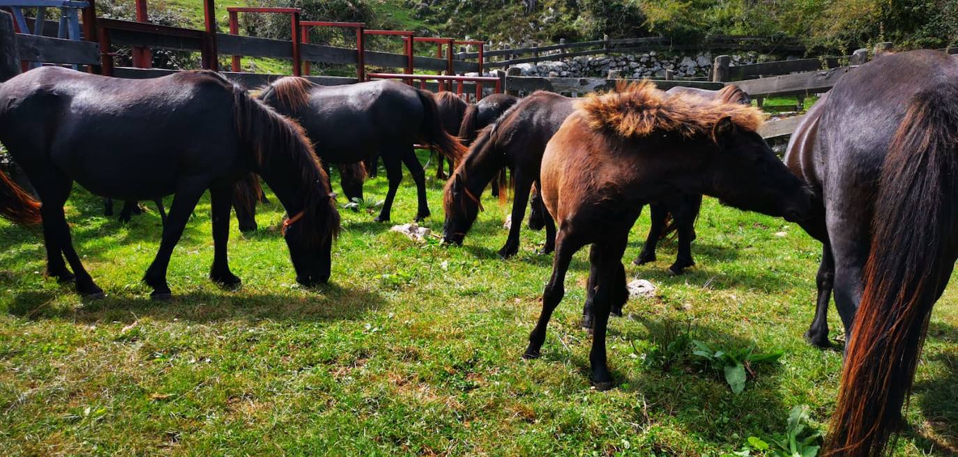 Siete nuevas potras de asturcón han sido introducidas en El Sueve para garantizar la continuidad de la raza. Los ejemplares pastarán en semilibertad. 