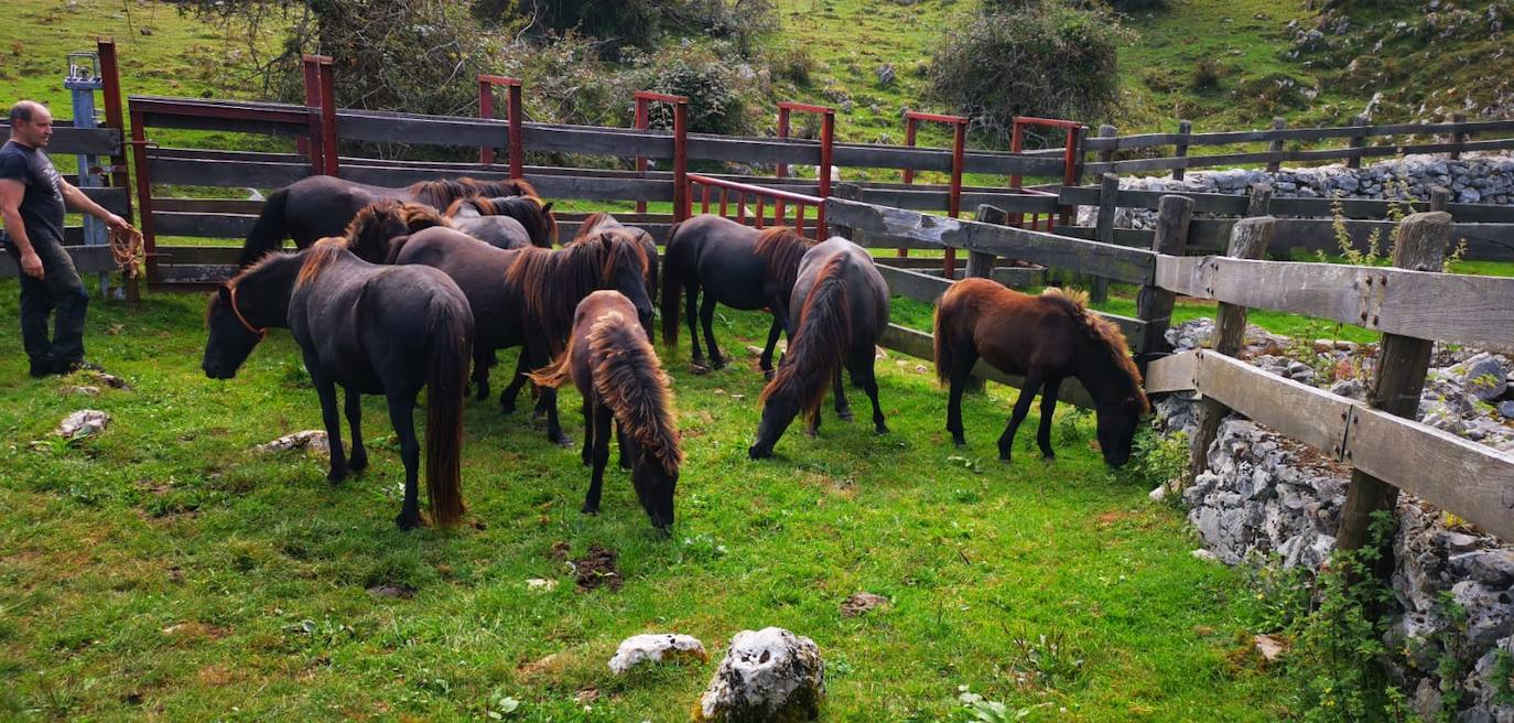 Siete nuevas potras de asturcón han sido introducidas en El Sueve para garantizar la continuidad de la raza. Los ejemplares pastarán en semilibertad. 