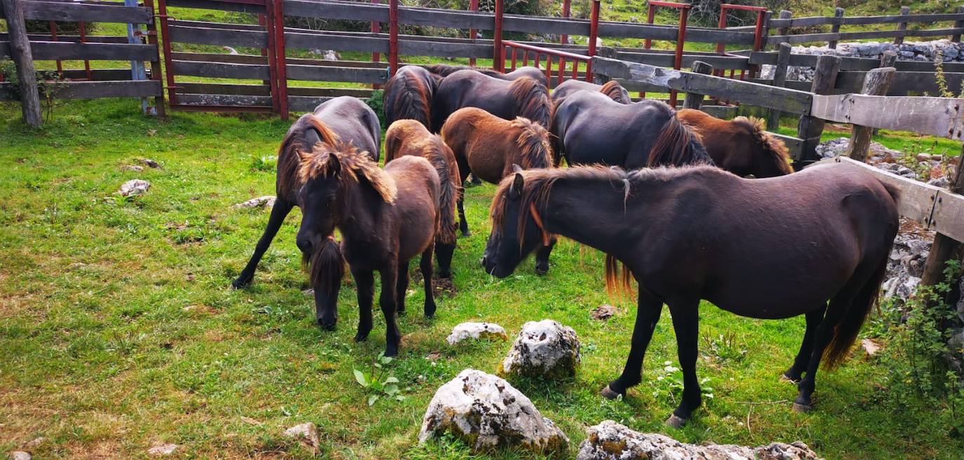 Siete nuevas potras de asturcón han sido introducidas en El Sueve para garantizar la continuidad de la raza. Los ejemplares pastarán en semilibertad. 