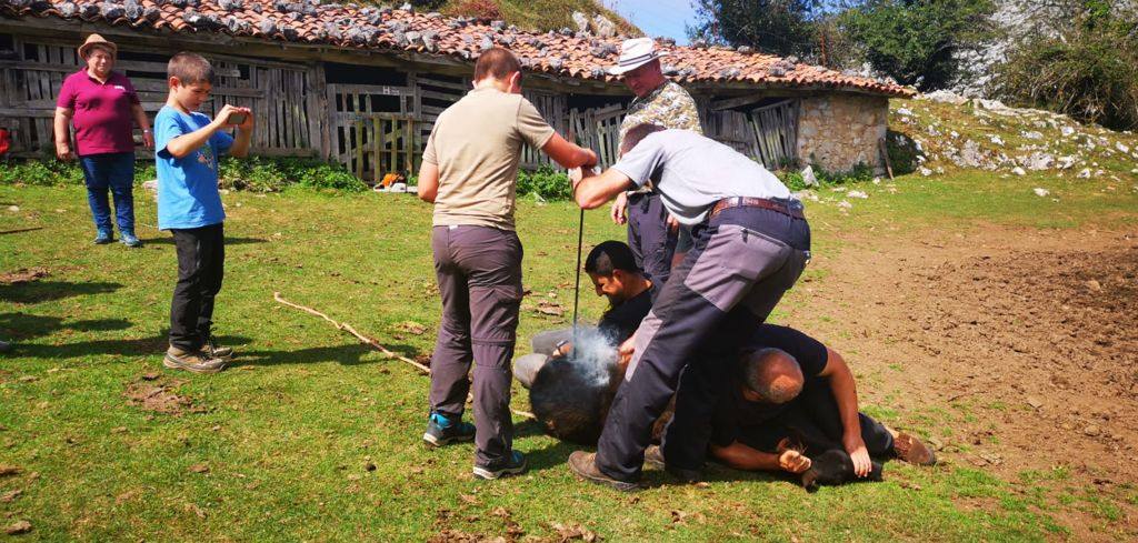 Siete nuevas potras de asturcón han sido introducidas en El Sueve para garantizar la continuidad de la raza. Los ejemplares pastarán en semilibertad. 