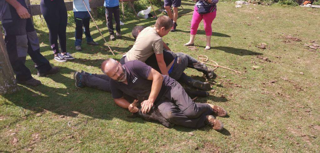 Siete nuevas potras de asturcón han sido introducidas en El Sueve para garantizar la continuidad de la raza. Los ejemplares pastarán en semilibertad. 