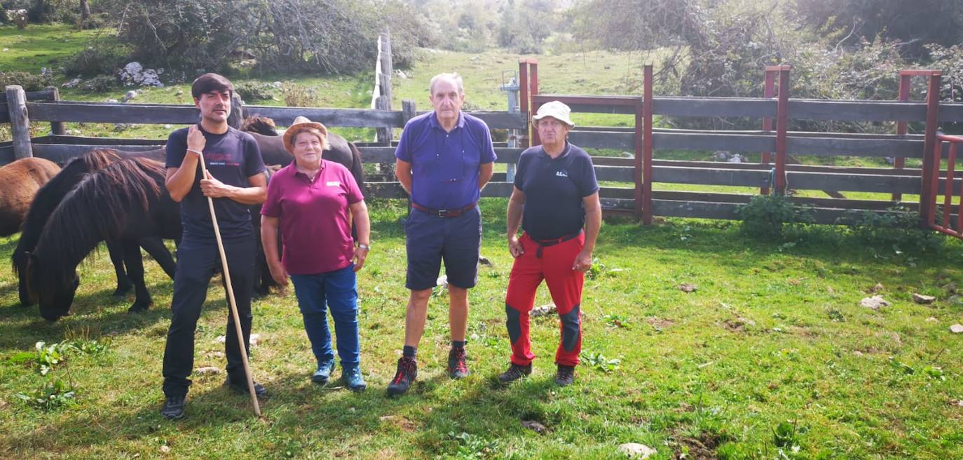 Siete nuevas potras de asturcón han sido introducidas en El Sueve para garantizar la continuidad de la raza. Los ejemplares pastarán en semilibertad. 