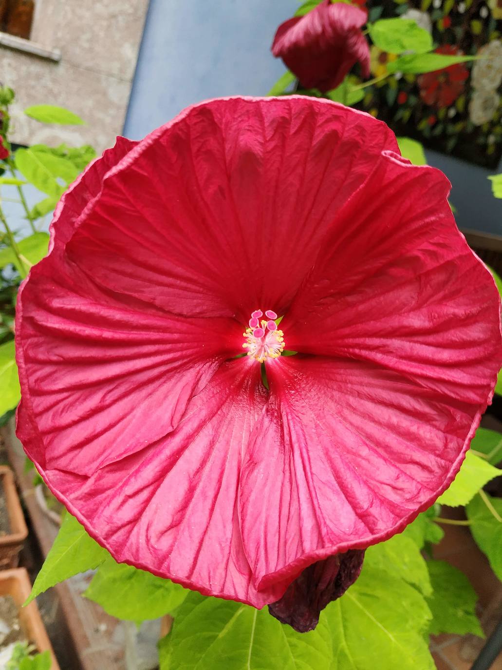 Flor de hibisco (Hibiscus moscheutos). Esta planta aromática de la familia de las malváceas, tan consumida en infusiones, quedó implantada en el este y el sur de Estado Unidos.