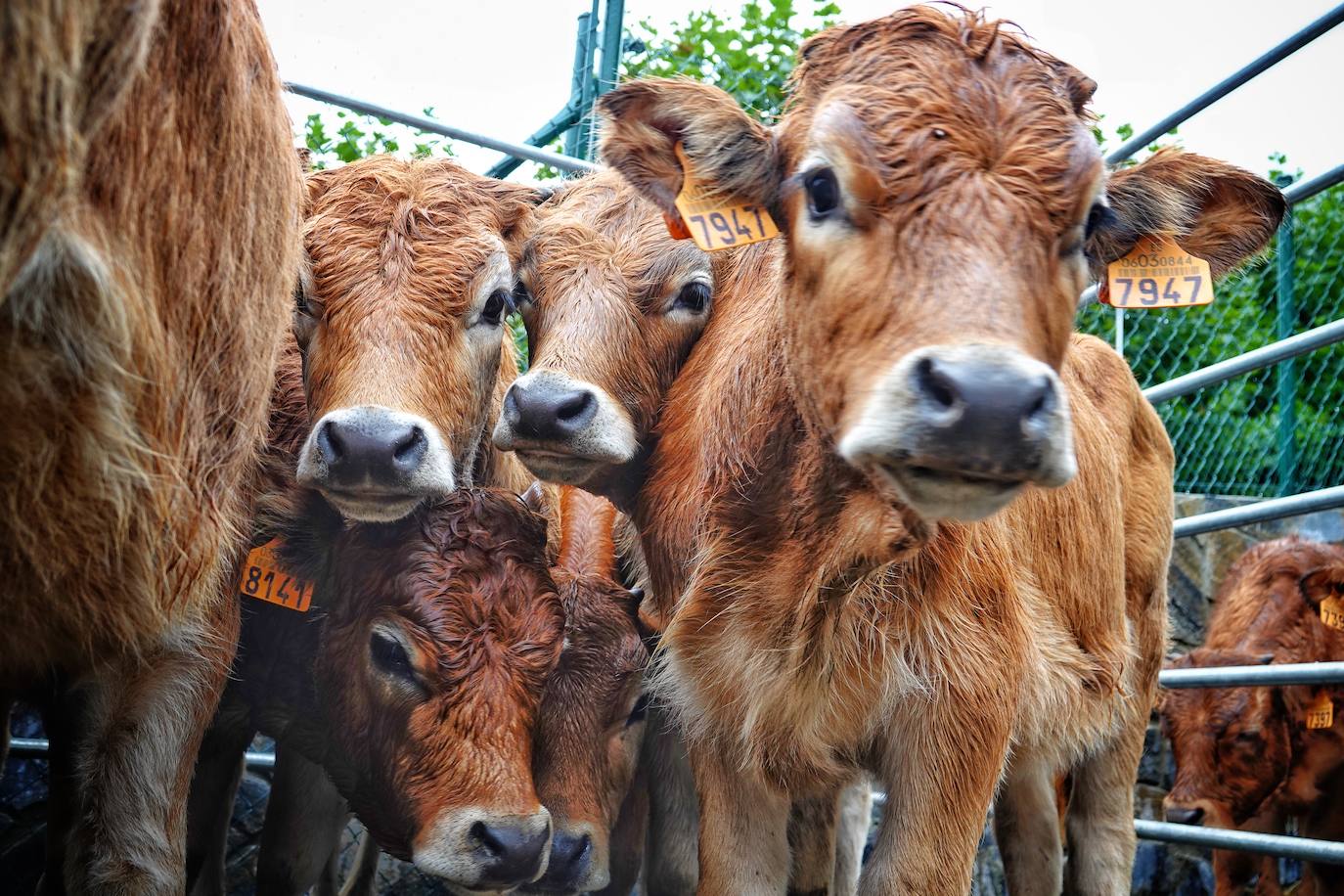 La Feria ganadera, en Benia de Onís, se ha celebrado este martes, 21 de septiembre. Los protagonistas han sido el escaso ganado y las fuertes lluvias que provocaron escasez de ventas. 