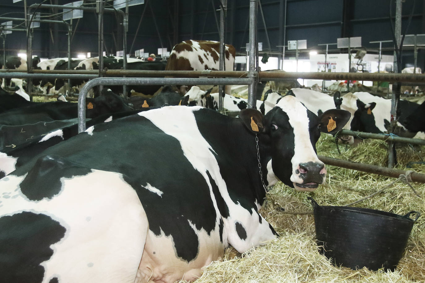 La feria comienza este viernes con un certamen de Alimentos del Paraíso y premios al mejor rebaño nacional de terneras.