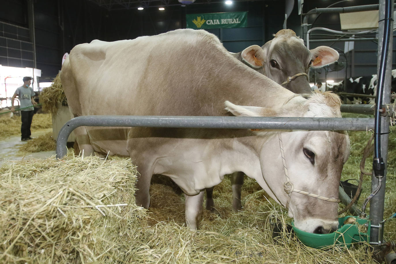 La feria comienza este viernes con un certamen de Alimentos del Paraíso y premios al mejor rebaño nacional de terneras.