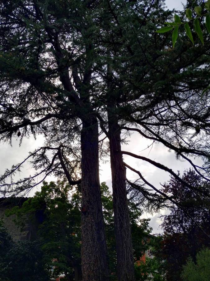 Dos impresionantes cedros deodara de un siglo y medio de antigüedad. Están plantados en la parte de antigua huerta. 