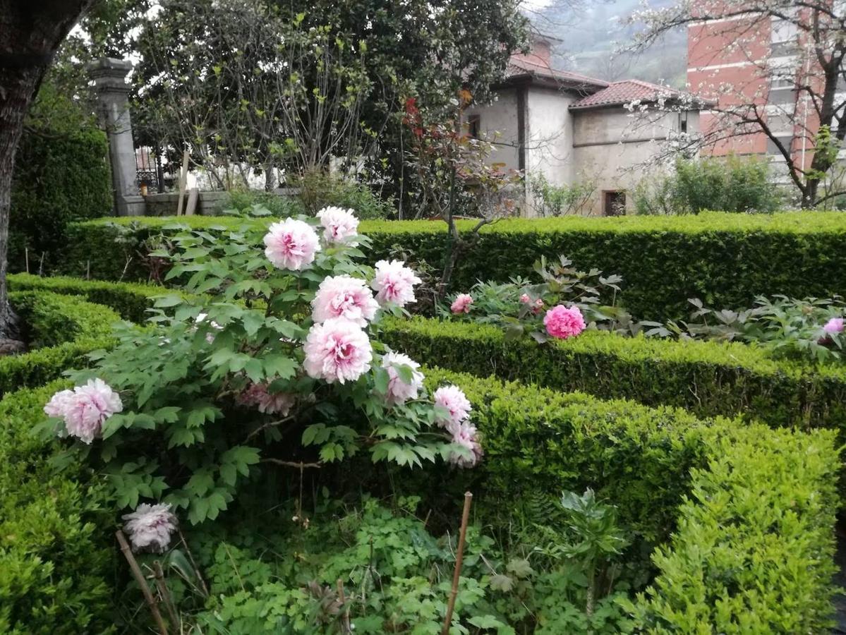 Peonías y hortensias en los cuadrantes del jardín francés. Al fondo el borde oriental de la finca, con el palomar adosado a las cuadras. 