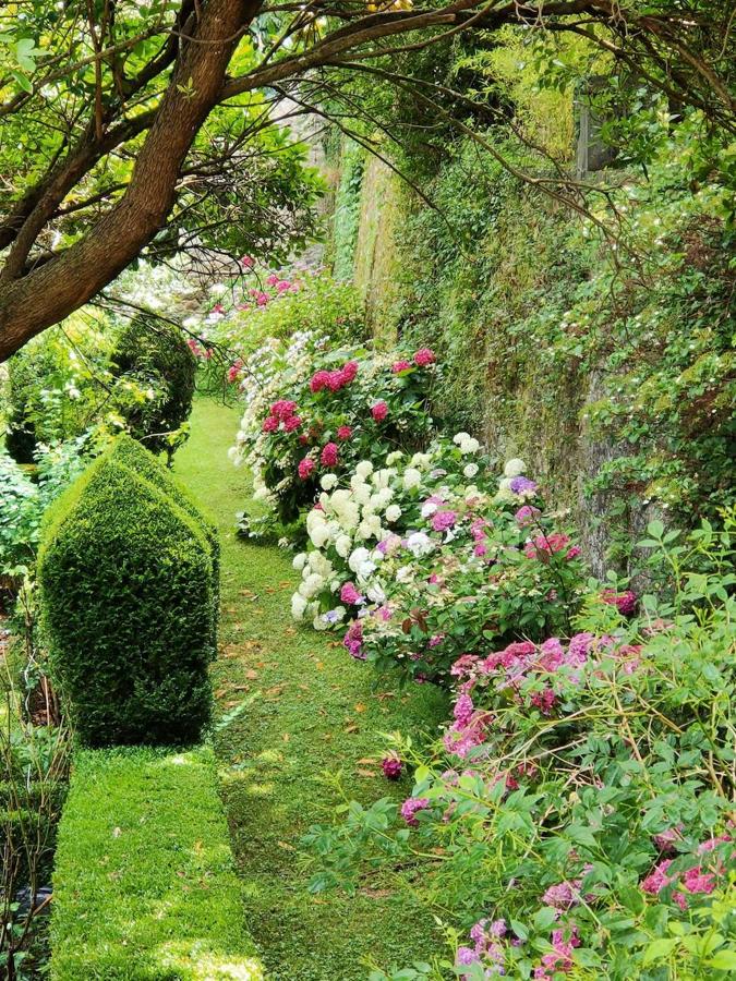 Peonías plantadas entre los escalones de boj del jardín francés; en segundo plano el enorme madroño. 