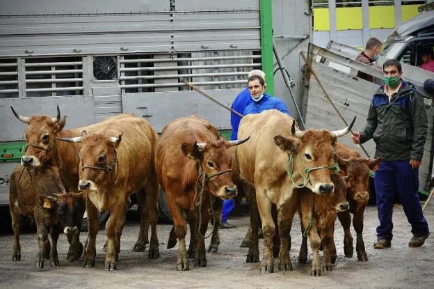 Los ganaderos piden proteger los sonidos, olores y costumbres del medio rural 