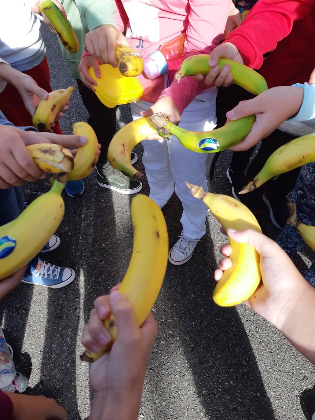 'Un plátano por La Palma'. Es el nombre de la iniciativa solidaria que ha puesto en marcha la Ampa del Colegio Público Cabueñes y a la que se están sumando otros muchos centros de la ciudad. Los niños han llevado al recreo un plátano canario para comérselo todos juntos en apoyo a los agricultores damnificados por la erupción del volcán en La Palma. 