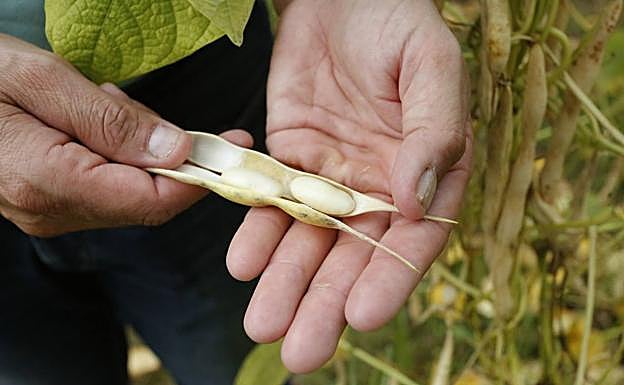 Auténtica IGP Faba Asturiana 
