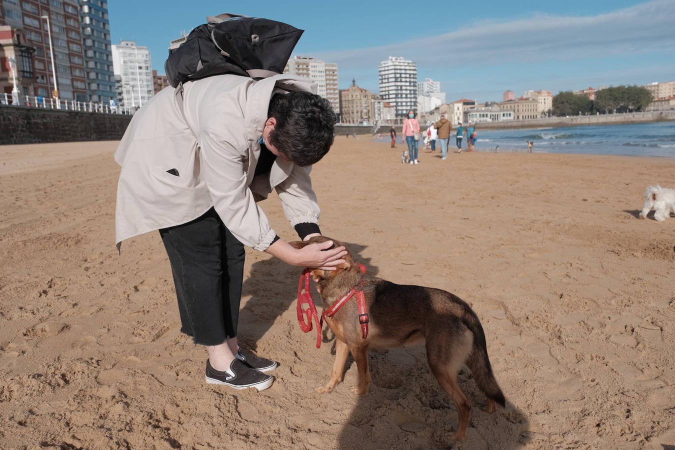 Como todos los años, el primer día de octubre, finalizada la temporada oficial de baños, decenas de perros disfrutaron del reencuentro con la playa de San Lorenzo. El retorno de los chapoteos por la orilla y las carreras detrás de las pelotas por la arena de los animales coincidió además con al tregua del buen tiempo durante las primeras horas. 