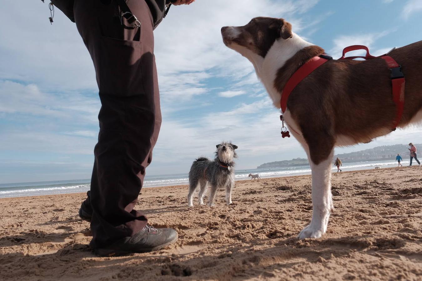 Como todos los años, el primer día de octubre, finalizada la temporada oficial de baños, decenas de perros disfrutaron del reencuentro con la playa de San Lorenzo. El retorno de los chapoteos por la orilla y las carreras detrás de las pelotas por la arena de los animales coincidió además con al tregua del buen tiempo durante las primeras horas. 